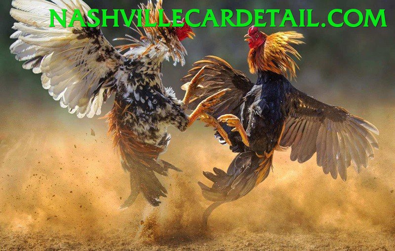 Đá Gà Trực Tiếp - Brlbet