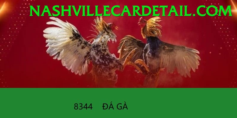 Đá Gà Trực Tiếp - Trải nghiệm tuyệt vời